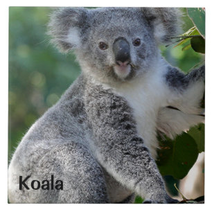 Koala: Cute cuddly Australian koala Tile