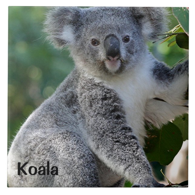 Koala: Cute cuddly Australian koala Tile (Front)