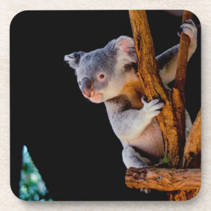 Koala Cute in Tree Gray Coaster