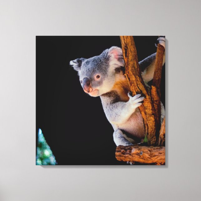 Koala Cute in Tree Grey Canvas Print (Front)