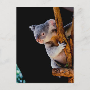 Koala Cute in Tree Grey Postcard