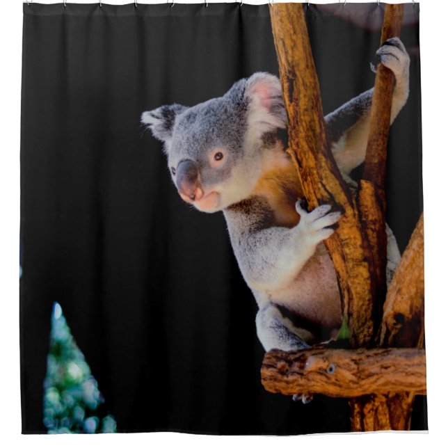 Koala Cute in Tree Grey Shower Curtain (Front)