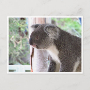 koala cute postcard