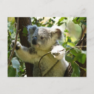 Koala cutie postcard