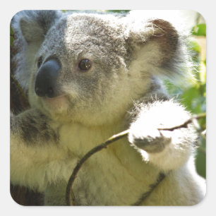 Koala cutie square sticker