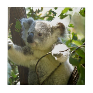 Koala cutie tile