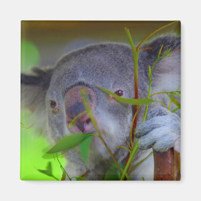 Koala Eating Magnet (Front)