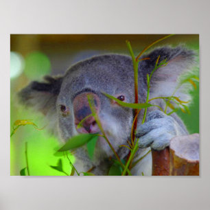 Koala Eating Print