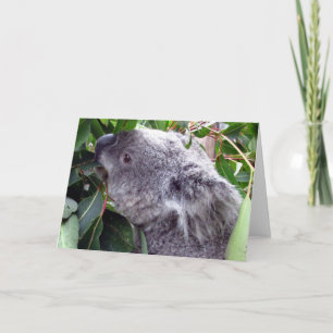 koala eats card
