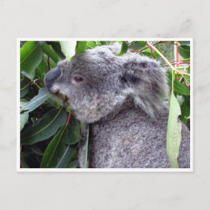 koala eats postcard