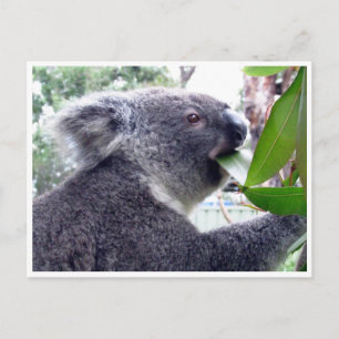 koala eats postcard