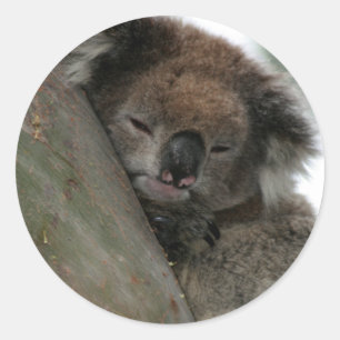 Koala - Energy Conservationist Extraordinaire! Classic Round Sticker