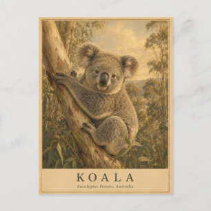 Koala Eucalyptus Forest VINTAGE Postcard