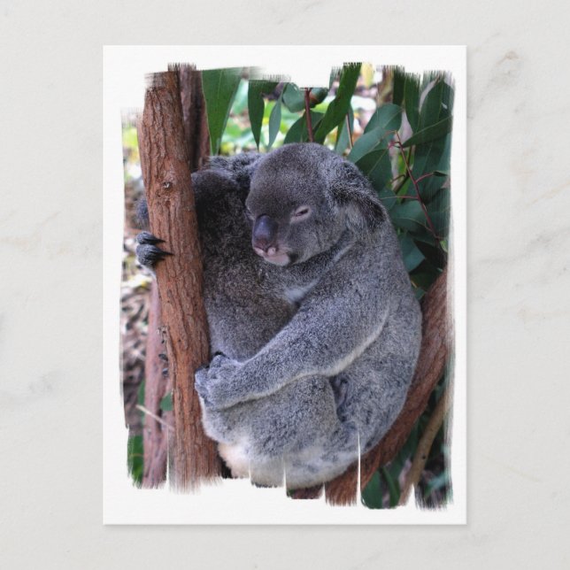Koala Family Postcard (Front)