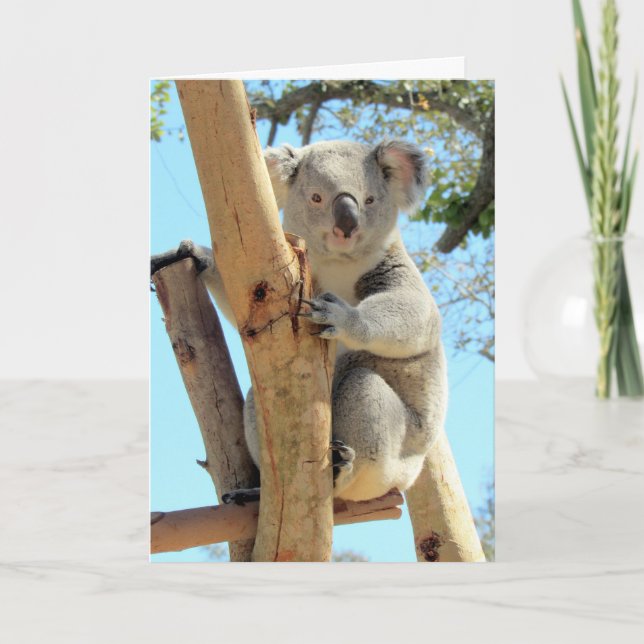 Koala-fications Make You the Best ______ Card (Front)