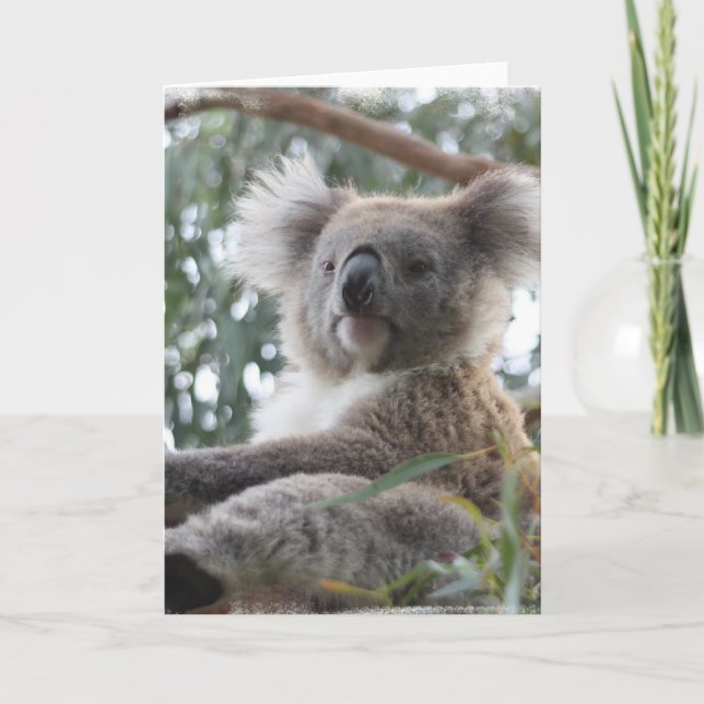 Koala Greeting Card (Front)
