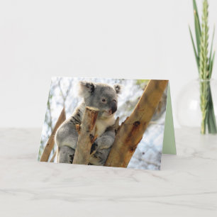 Koala Greeting Card