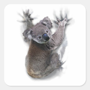 Koala Hang On Back Cute Bear Australia Animal Square Sticker
