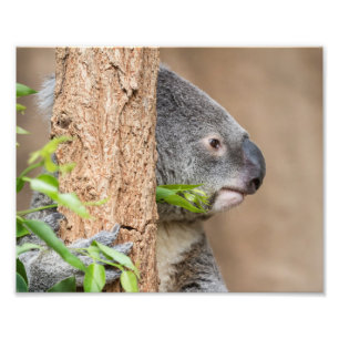 Koala Headshot Photo Print