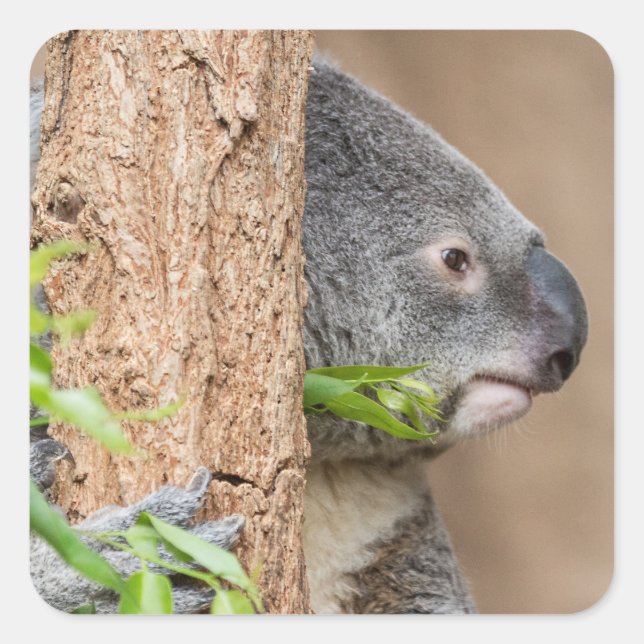 Koala Headshot Square Sticker (Front)