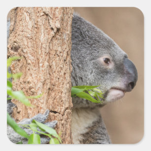 Koala Headshot Square Sticker