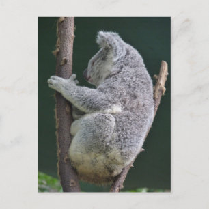 koala hug postcard