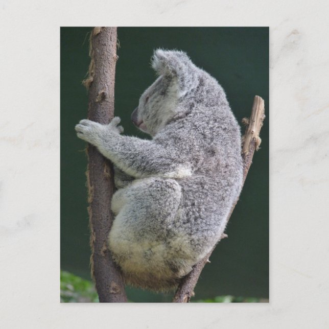 koala hug postcard (Front)