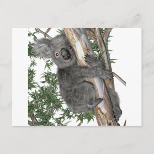 Koala in a Tree Postcard