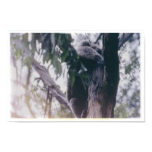 Koala in a Tree