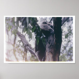 Koala in a Tree Poster