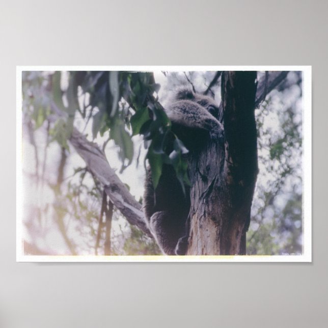 Koala in a Tree Poster (Front)