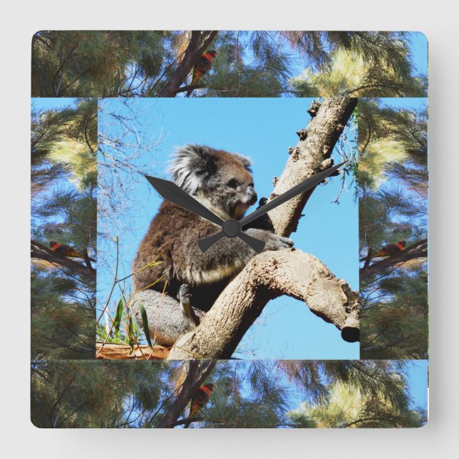 Koala In Old Pine Tree Framed With Lorikeet, Square Wall Clock (Front)