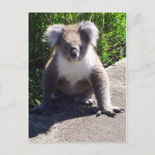 Koala in the wild postcard