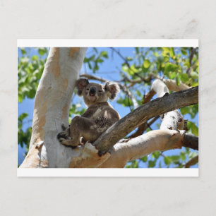 KOALA IN TREE QUEENSLAND AUSTRALIA POSTCARD