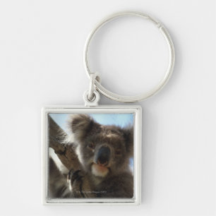 koala key ring