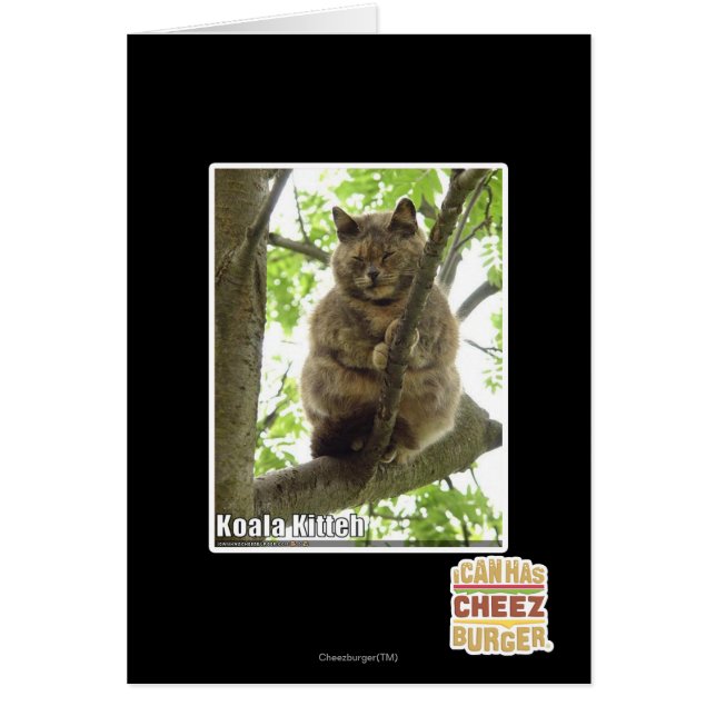 Koala Kitteh (Front)