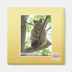 Koala Kitteh Magnet