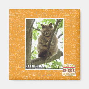 Koala Kitteh Magnet