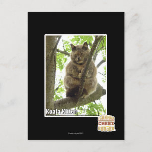 Koala Kitteh Postcard