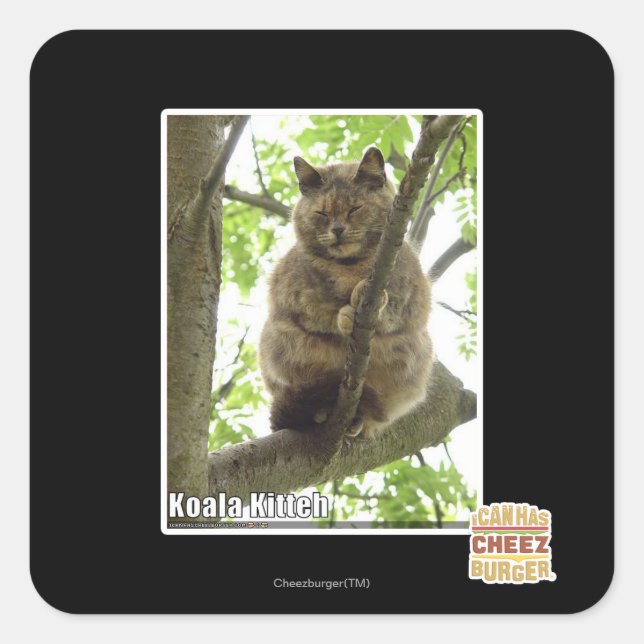 Koala Kitteh Square Sticker (Front)
