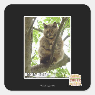 Koala Kitteh Square Sticker