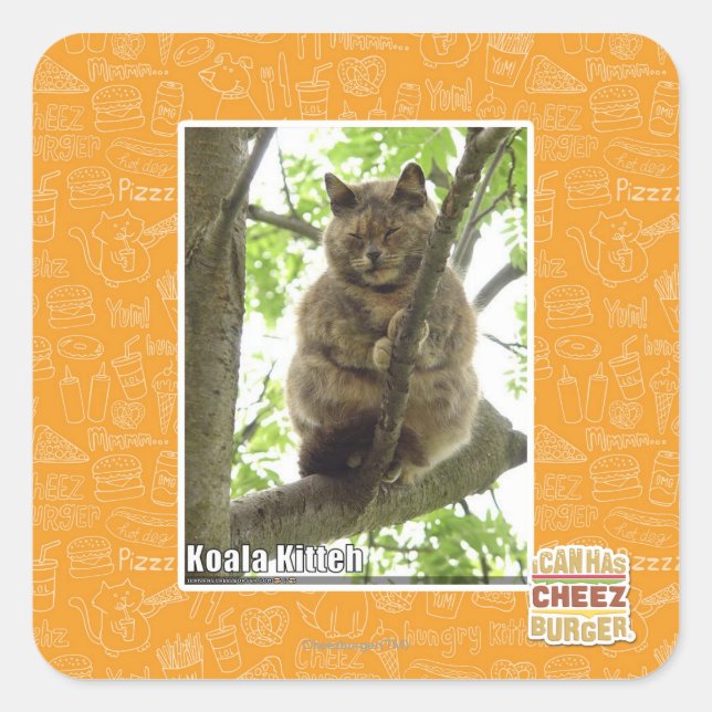 Koala Kitteh Square Sticker (Front)