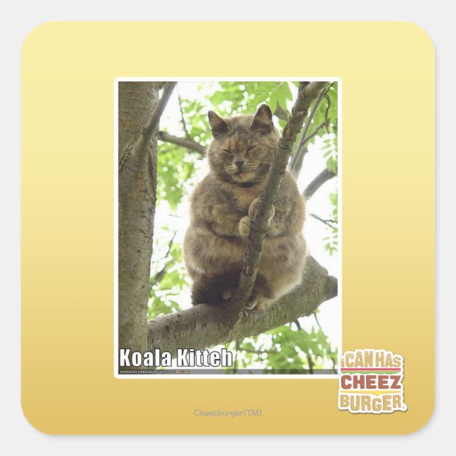 Koala Kitteh Square Sticker (Front)