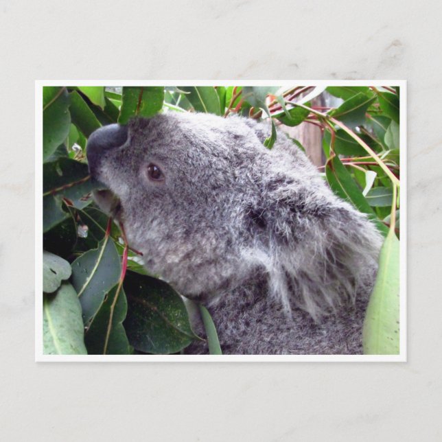 koala leaves postcard (Front)