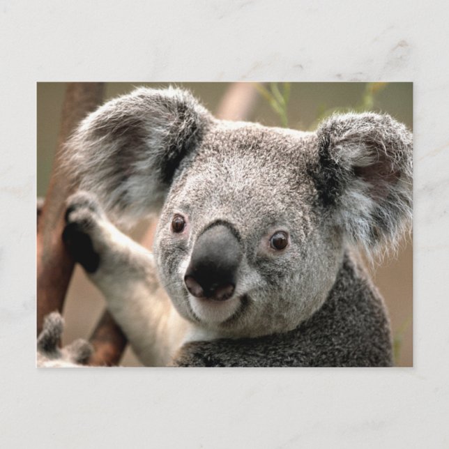 Koala line postcard (Front)