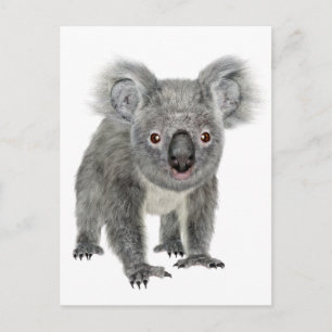 Koala Looking Forward Postcard