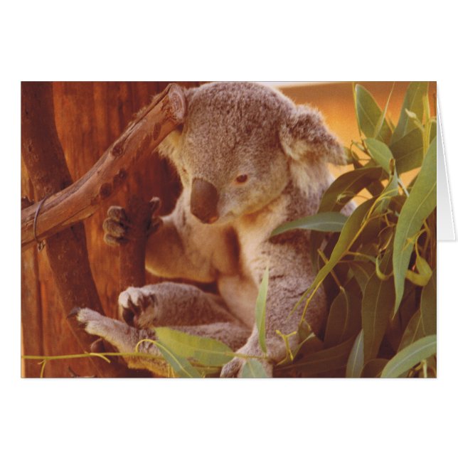 Koala love (Front Horizontal)