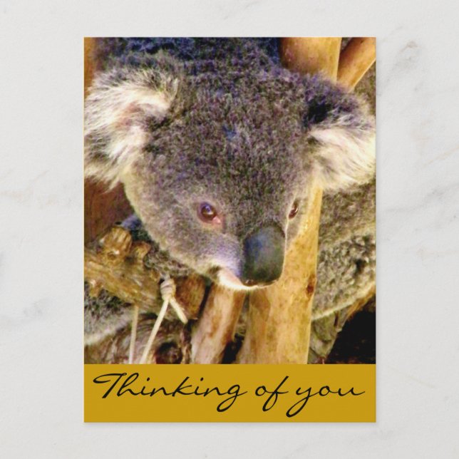 Koala Love_ Postcard (Front)