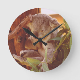 Koala love round clock
