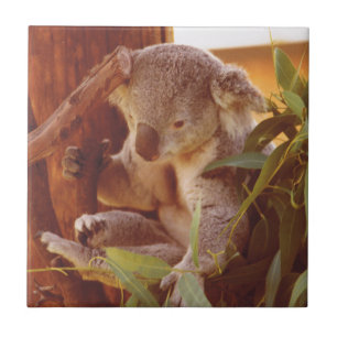 Koala love tile